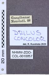 Etiketten zu Calais griseofasciatus (NHMW-ZOO-COL-0010057)